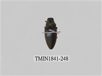 藏品(菲律賓產昆蟲)的圖片